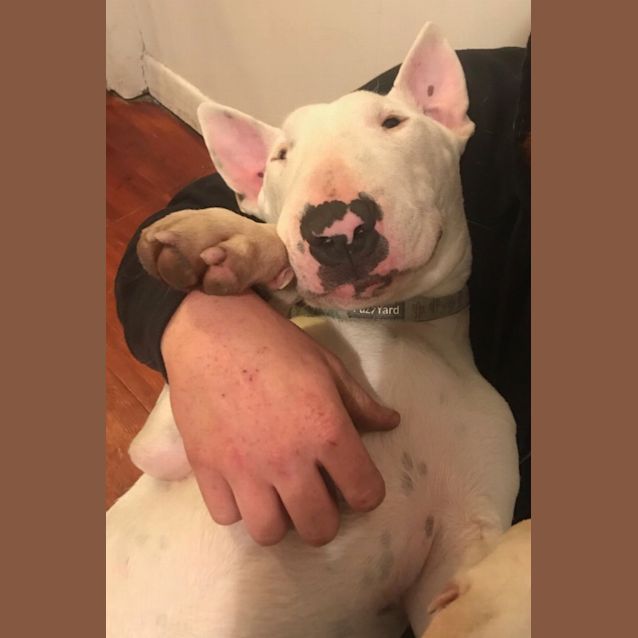 Photo of Maxi   Foster Carer Needed