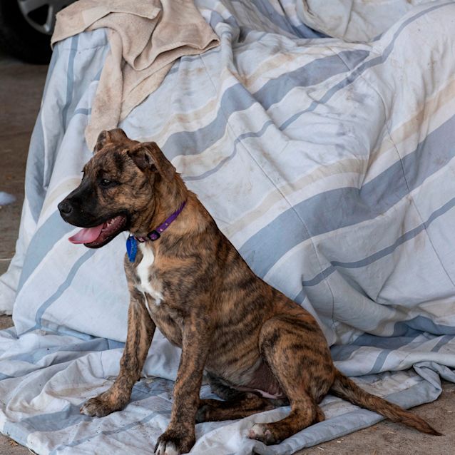 Breed Staffy Bull Staffordshire Terrier Mastiff Mix Ashlee Friendly Staffy  X Mastiff Puppy Medium Female Staffy X