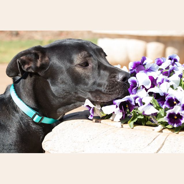 Photo of Bonnie 