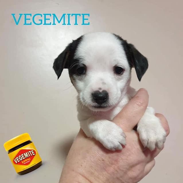 Photo of Vegemite ❤❤❤❤