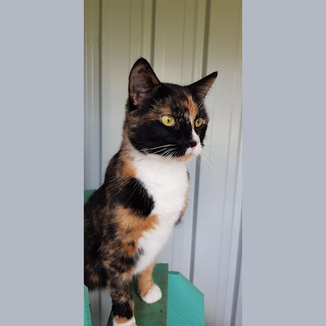 Photo of Whiskie 