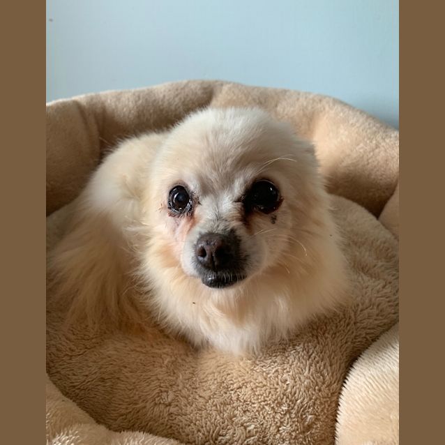 Photo of Georgie   Tiniest Sweetest Chi You'll See!