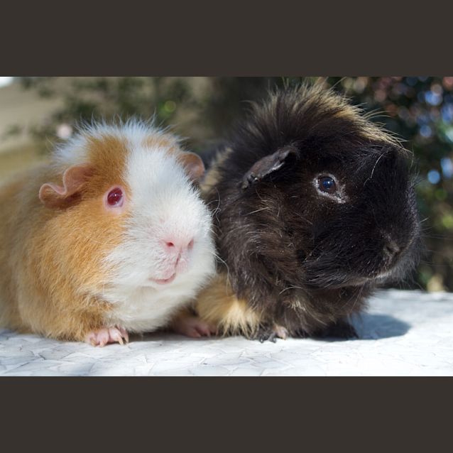 Photo of Cheddar And Shredder