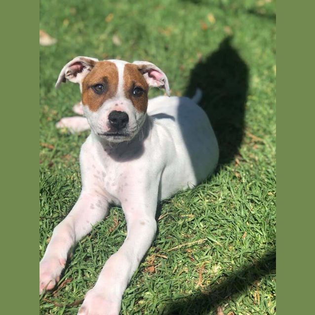 Photo of Carlton 🐕