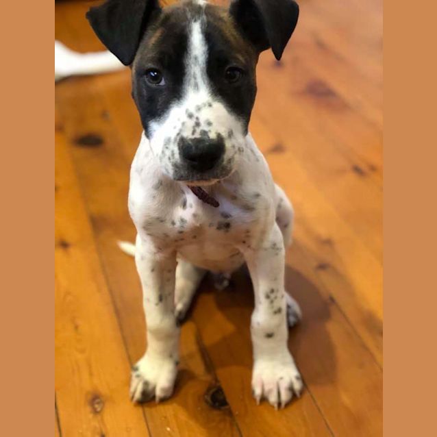 Photo of Budweiser 💙