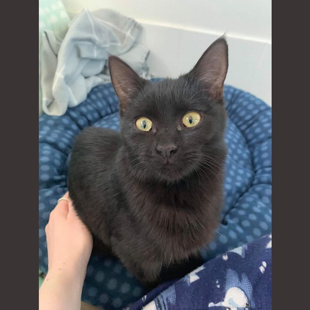 Photo of Queenie