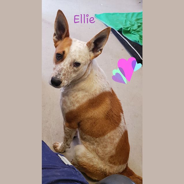 Photo of Ellie (2362019)