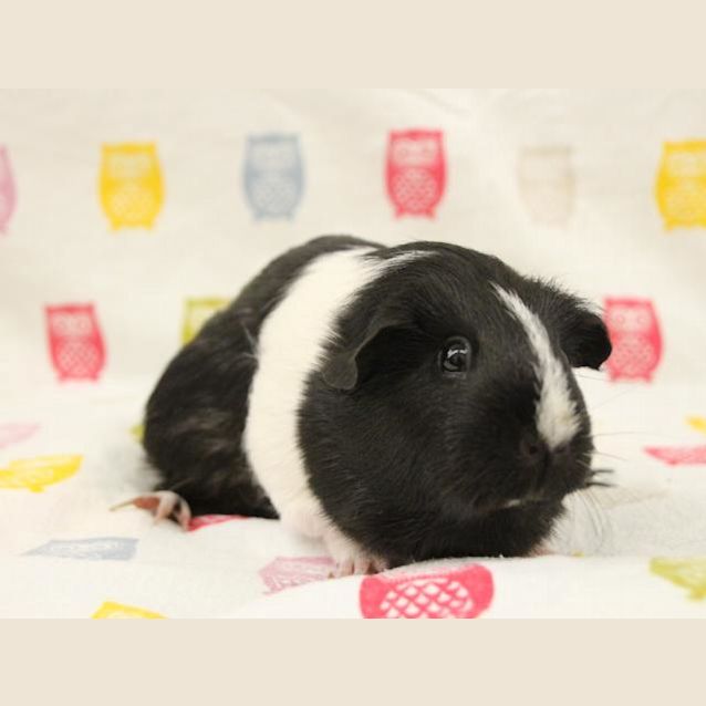 Photo of Primrose   Impound Number 4080