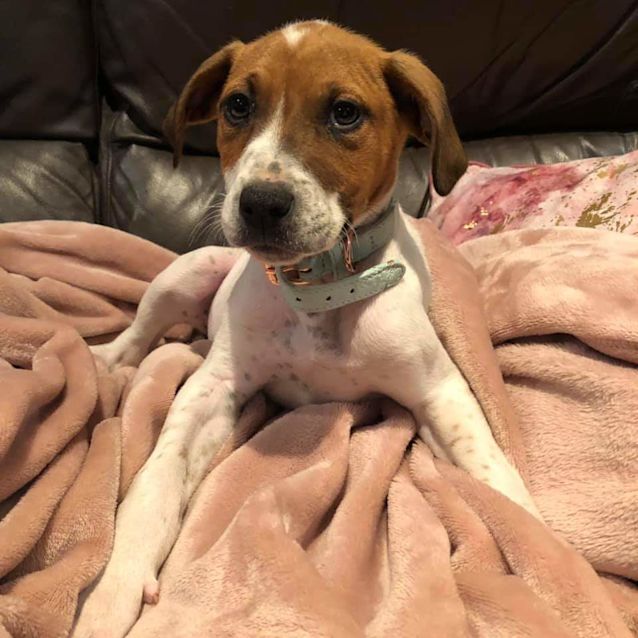 Photo of Saphir 💕