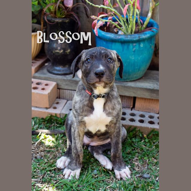 Photo of Blossom