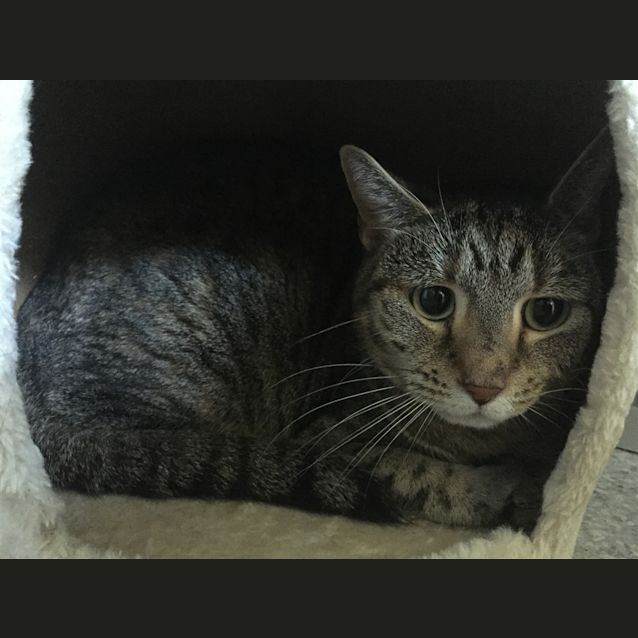 Photo of Serafina