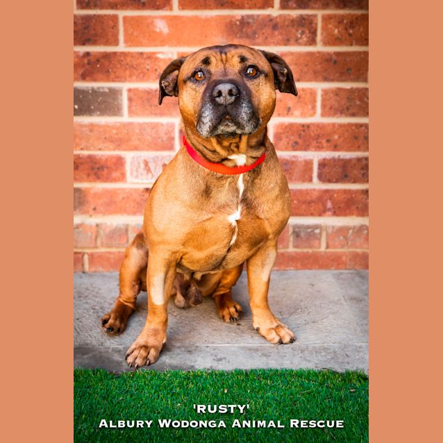 Photo of Rusty