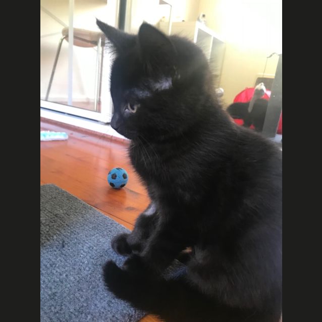 Photo of Penny