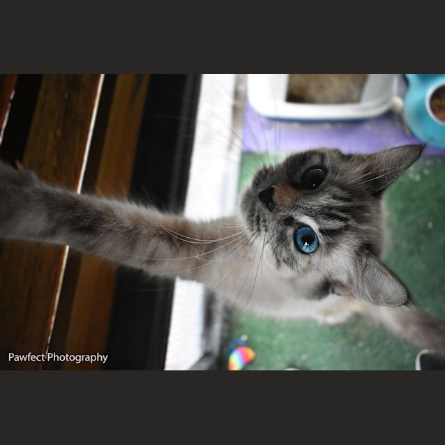 Photo of Delilah