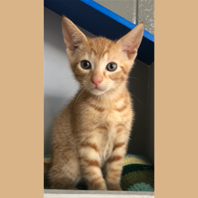 Photo of Tigger