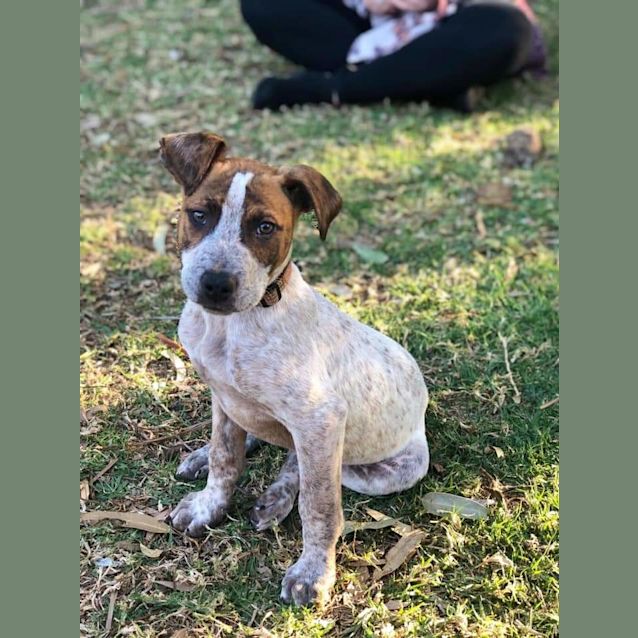 Photo of Miller 🐕