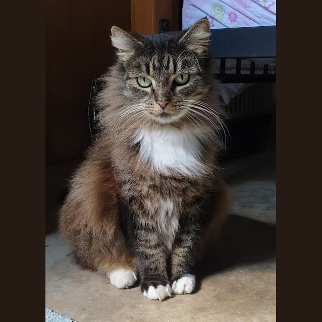 Photo of Lady Fluffington The Third