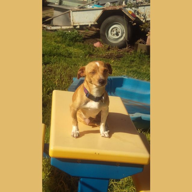 Photo of Maple