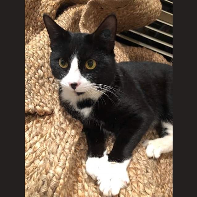 Photo of Possum