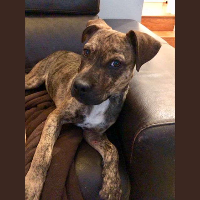 Photo of Ned (On Adoption Trial)