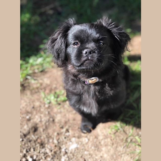 Photo of Daisy