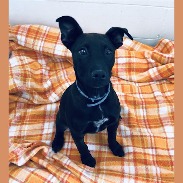 Photo of Snickers
