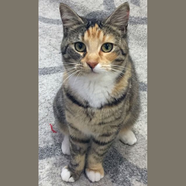 Photo of Blossom