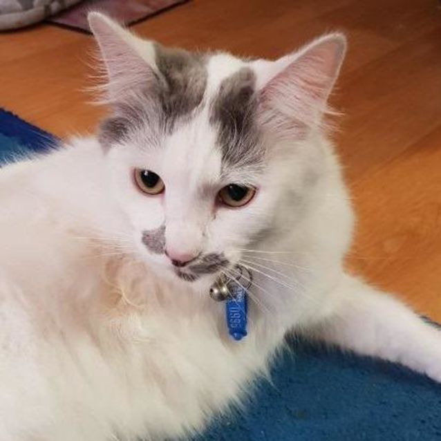 Photo of Taffy