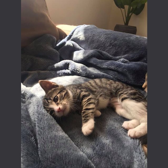 Photo of Cutie Pie