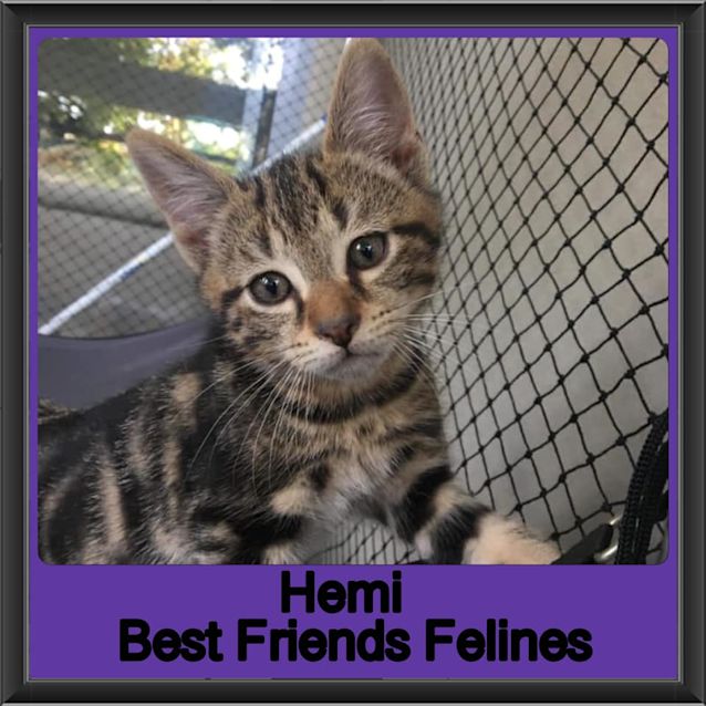 Photo of Hemi 
