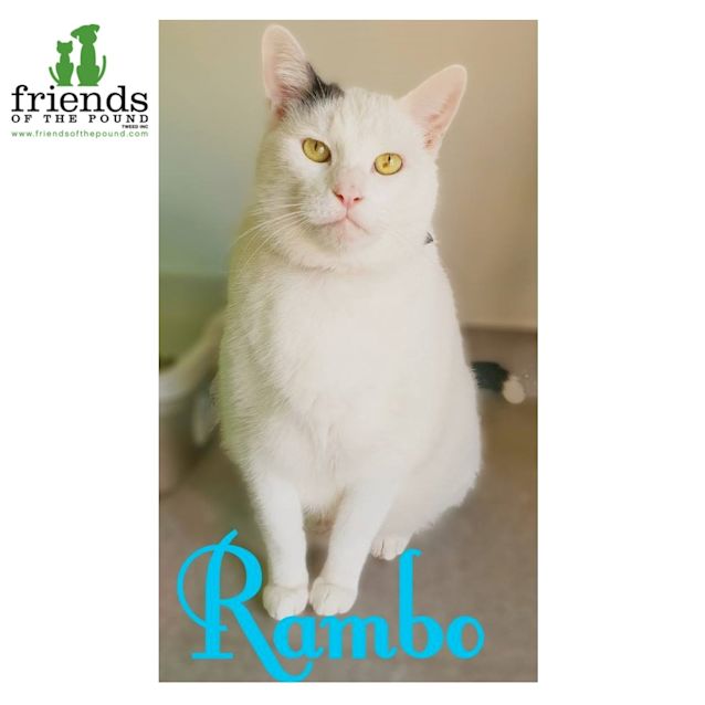 Photo of Rambo