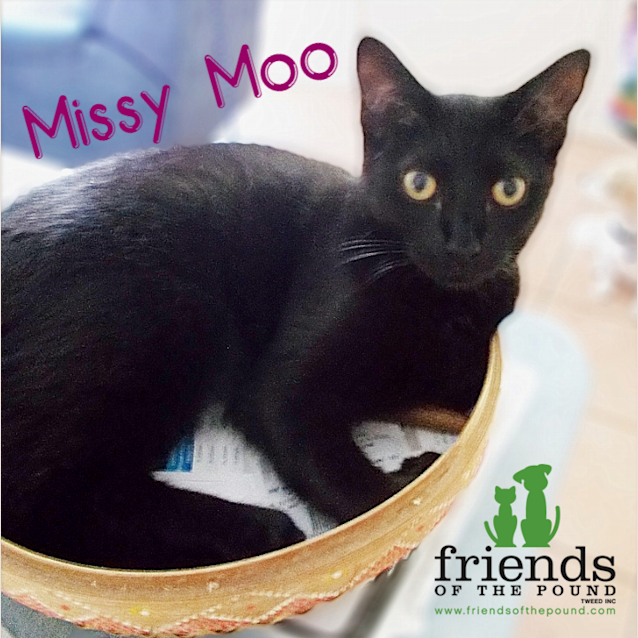 Photo of Missy Moo