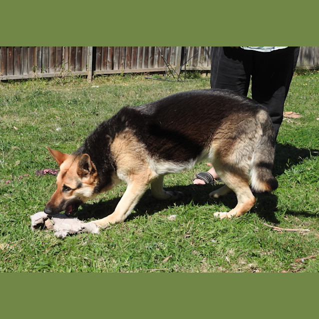 Photo of Luna   Meet And Greet Organised