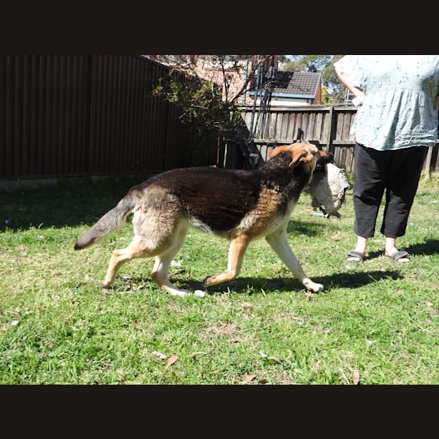 Photo of Luna   Meet And Greet Organised