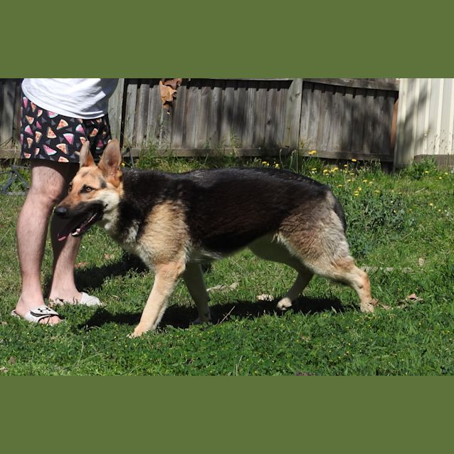 Photo of Luna   Meet And Greet Organised