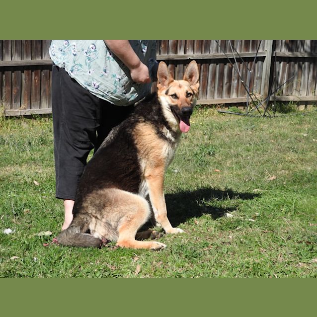 Photo of Luna   Meet And Greet Organised