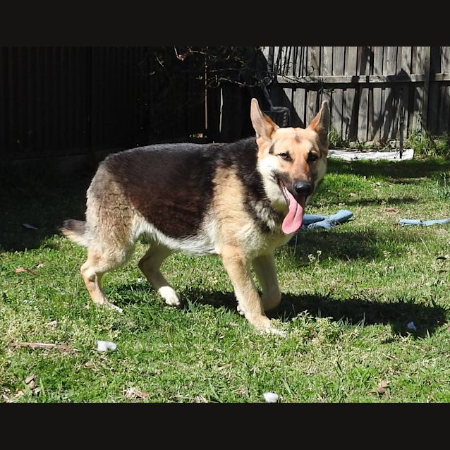 Photo of Luna   Meet And Greet Organised