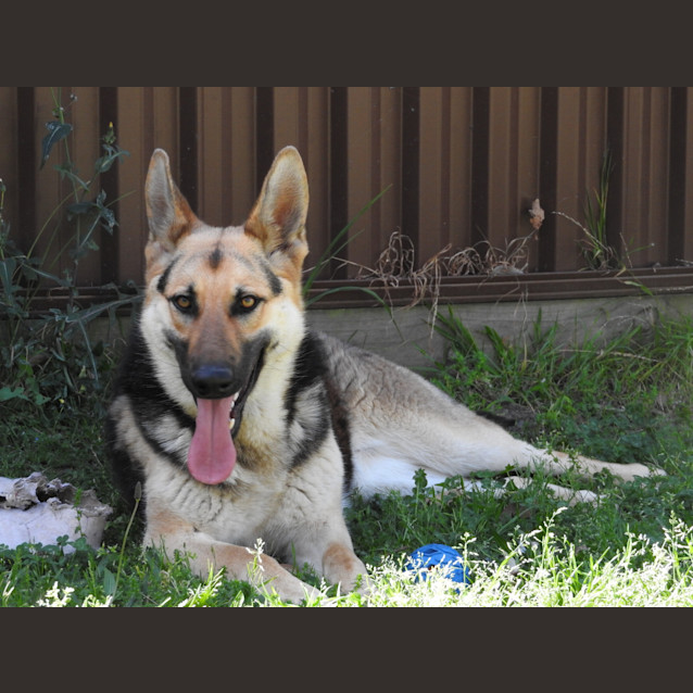 Photo of Luna   Meet And Greet Organised