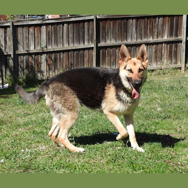 Photo of Luna   Meet And Greet Organised