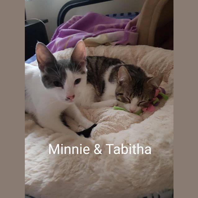 Photo of Tabitha   Located In Box Hill North
