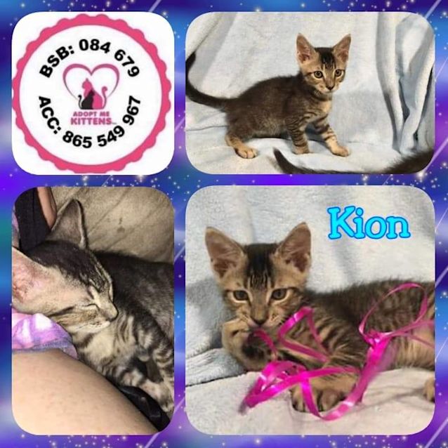 Photo of Kion
