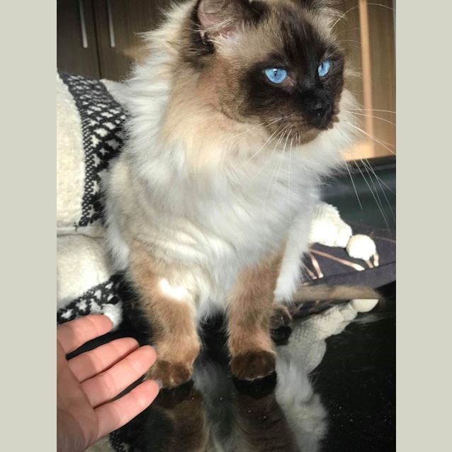 Photo of Bear & August