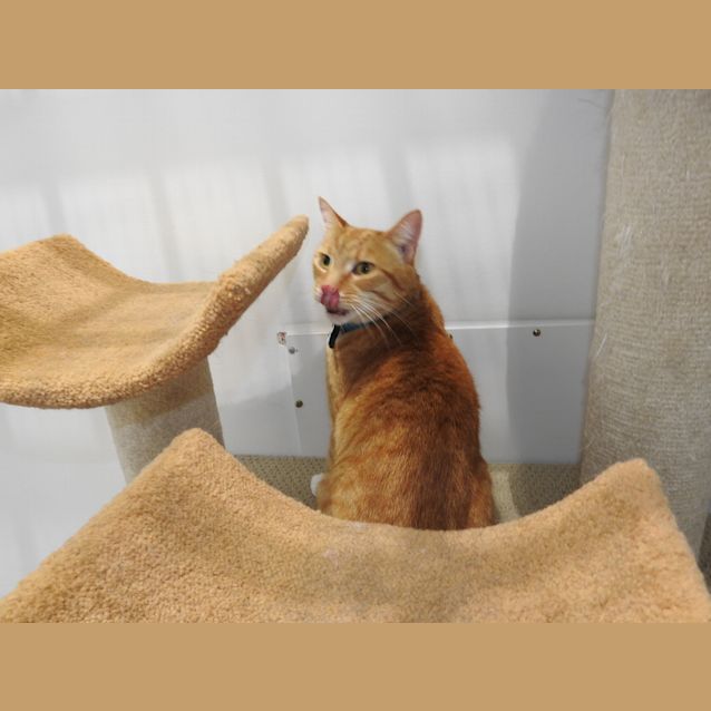 Photo of Tiddles