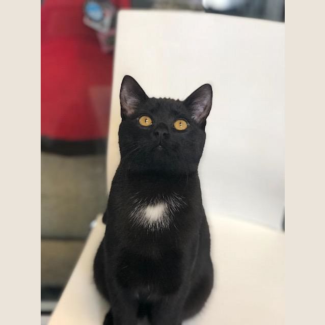 Photo of Pippin