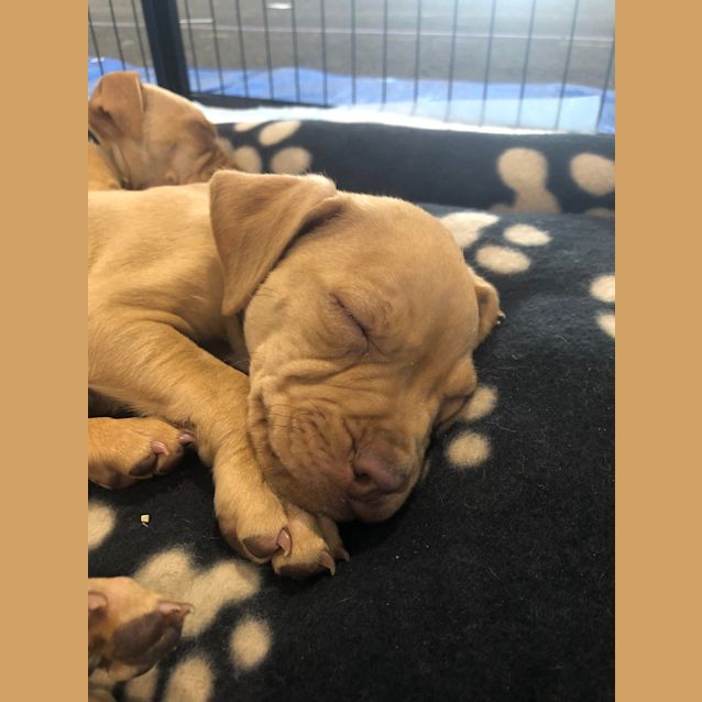 Photo of Simba