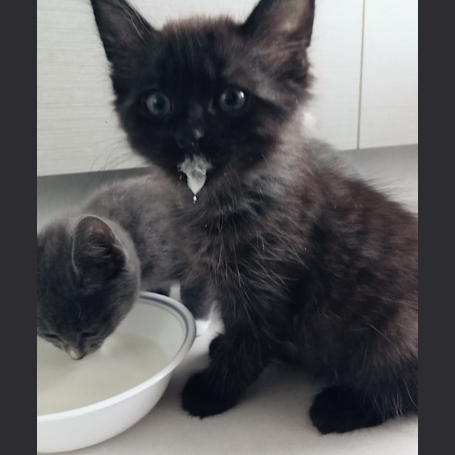 Photo of Willow