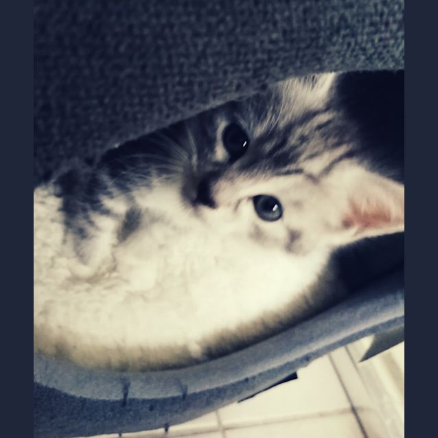 Photo of Pixie