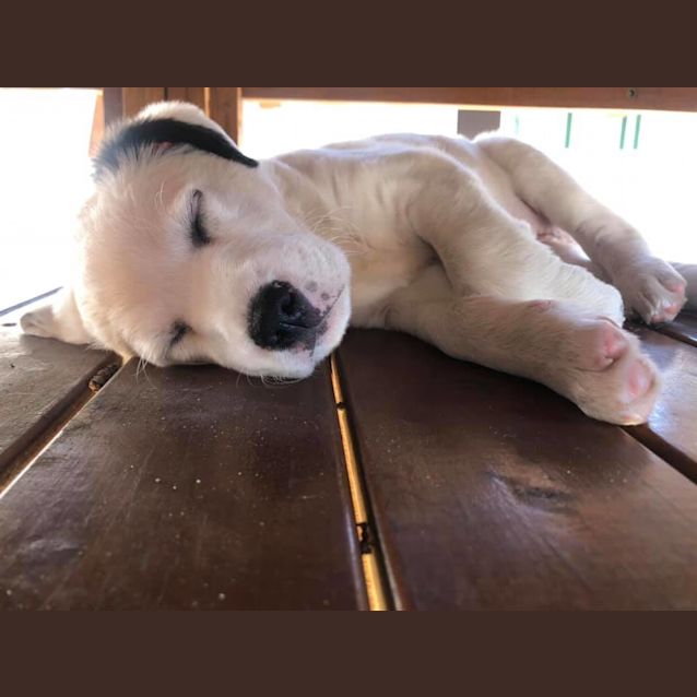 Photo of Sue *Adoption Pending*