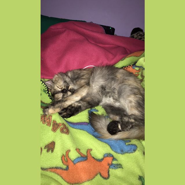 Photo of Buttercup