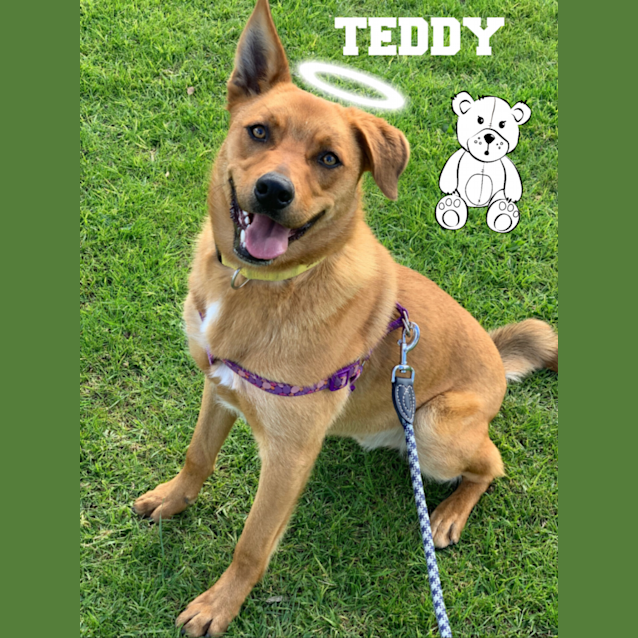 Photo of Teddy 